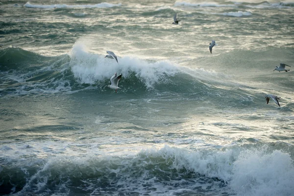 Чайки над штормовым морем — 스톡 사진