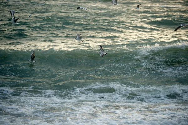 Чайки над штормовым морем — Zdjęcie stockowe