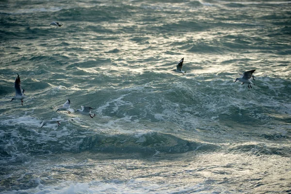 Чайки над штормовым морем — 图库照片