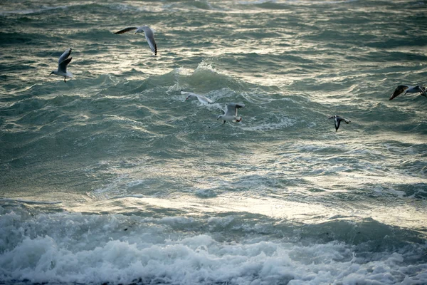 Чайки над штормовым морем — Zdjęcie stockowe