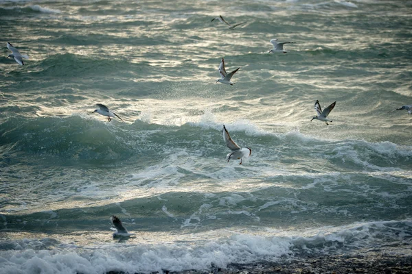 Чайки над штормовым морем — ストック写真