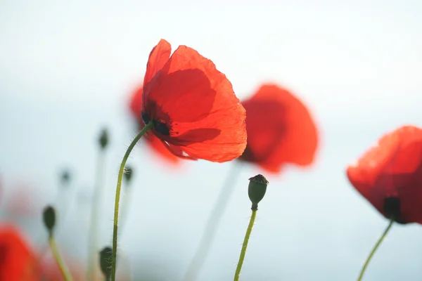 Poppies on a background of the sea — Stock Photo, Image