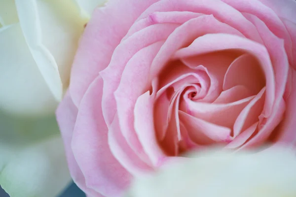 Bouquet of roses Stock Image