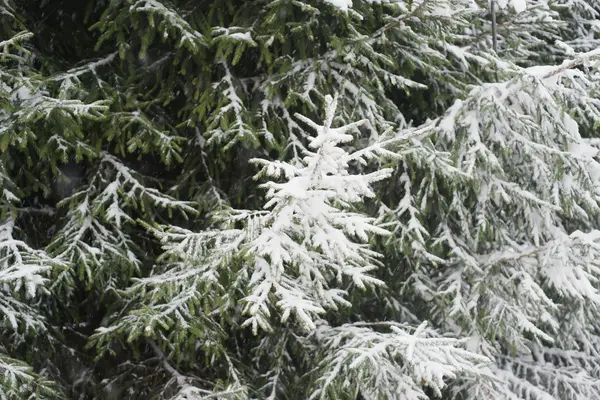 Spruce branches in the snow — Stock Photo, Image