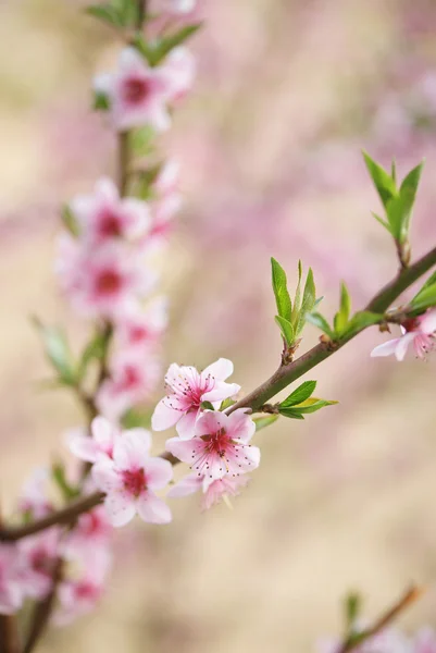 桜 — ストック写真