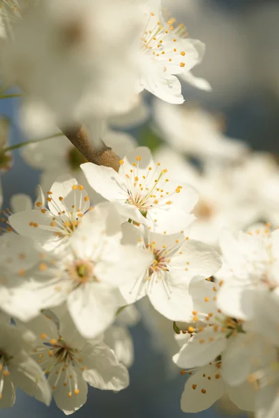 Fiore di ciliegio — Foto Stock