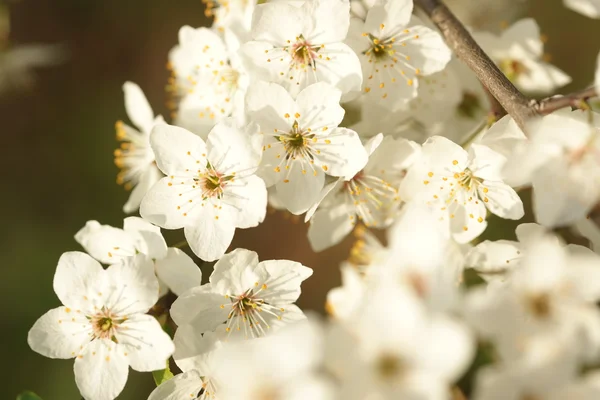 Fleur de cerisier — Photo