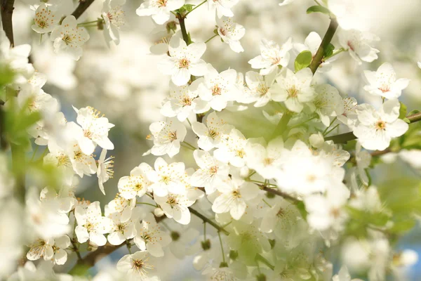 Cherry blossom — Stock Photo, Image