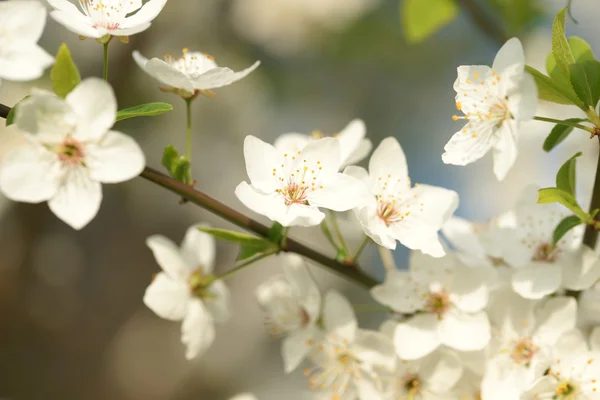 Fleur de cerisier — Photo