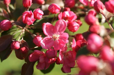 pembe elma çiçekleri