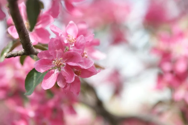 Flores de manzana rosa — Foto de Stock