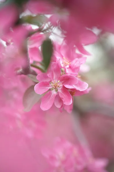 Rosa Apfelblüten — Stockfoto