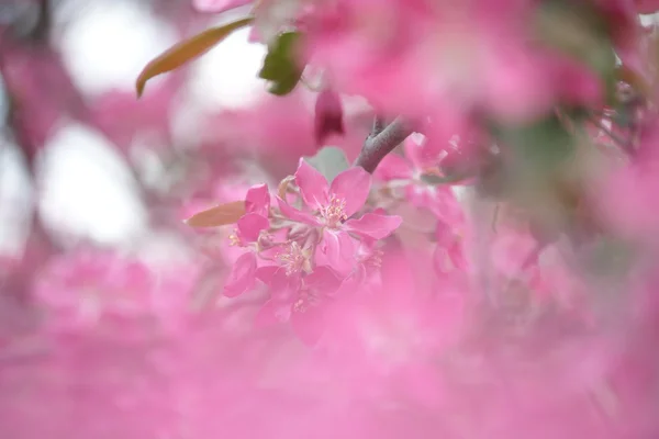 ピンクの apple の花 — ストック写真