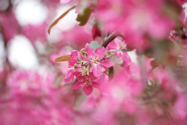 ピンクの apple の花 — ストック写真