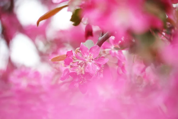 Pink apple flowers — Stock Photo, Image