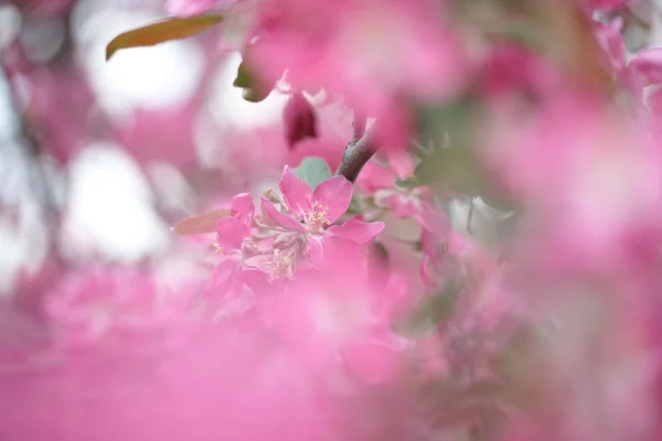 Flores de maçã rosa — Fotografia de Stock