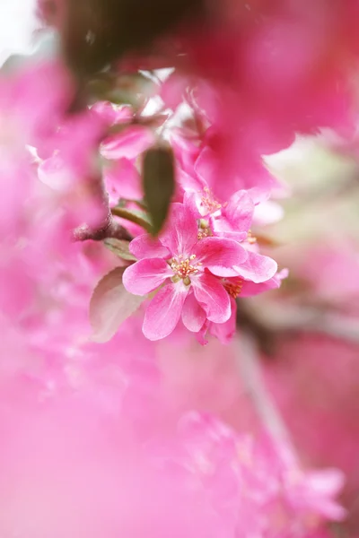 Pink apple flowers in spring Stock Photo