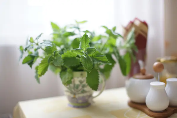 Menta egy kört az asztalra — Stock Fotó