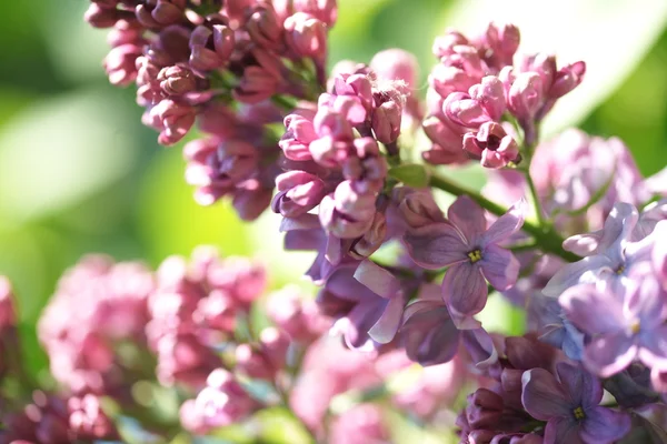 Lilac Royalty Free Stock Photos