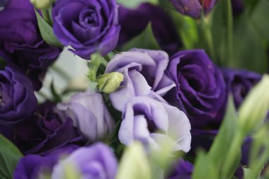 Eustoma