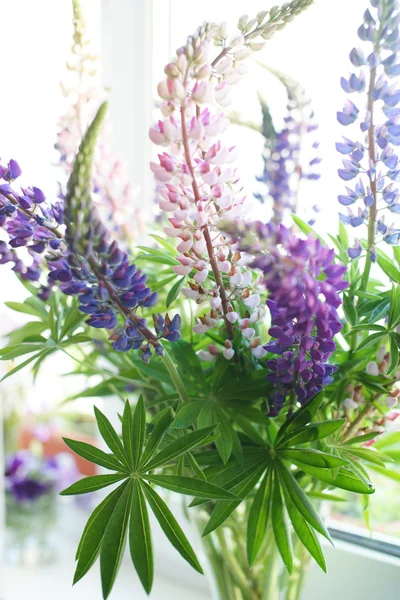 Bouquet de lupin — Photo