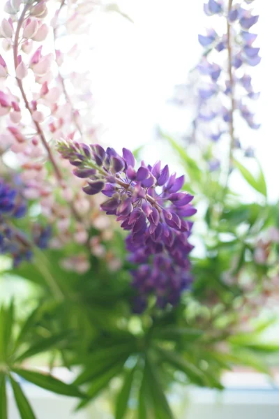 Bouquet de lupin — Photo