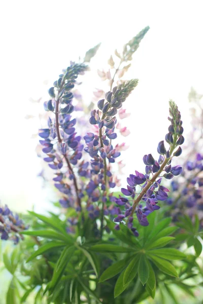 Lupine buket — Stok fotoğraf