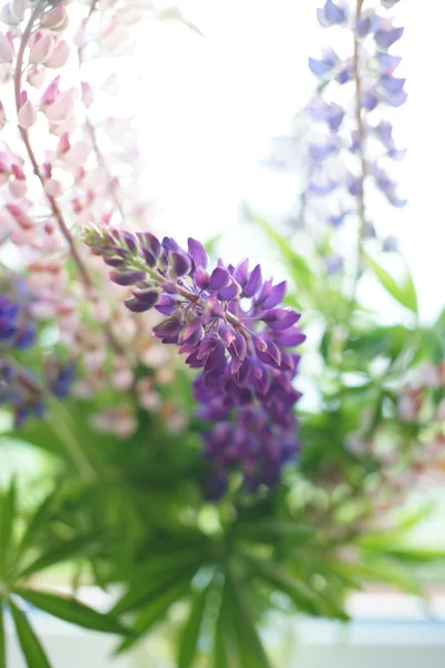 Bouquet de lupin — Photo