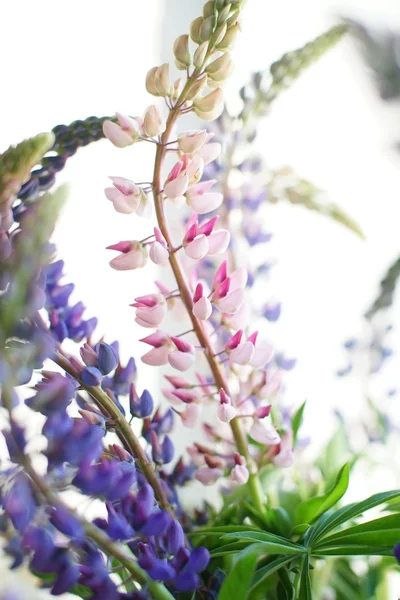 Bouquet de lupin — Photo