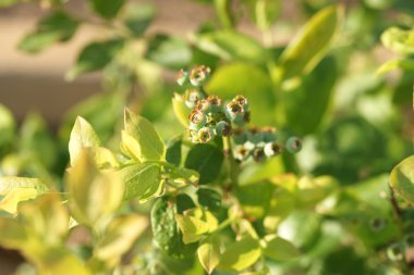 Yeşil yaban mersini ile fırçalayın