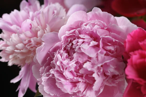 Buquê de peônias rosa — Fotografia de Stock