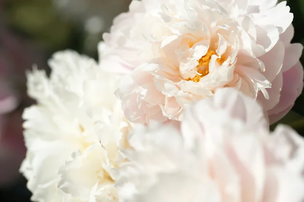 Peony — Stockfoto