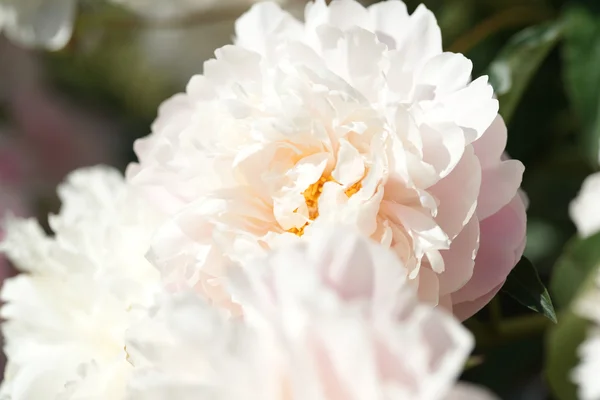 Peony — Stockfoto