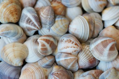 deniz kabukları