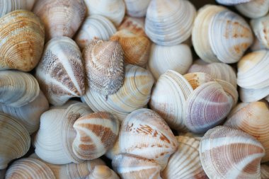 deniz kabukları