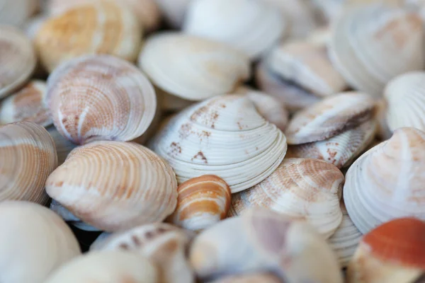 Seashells — Stock Photo, Image