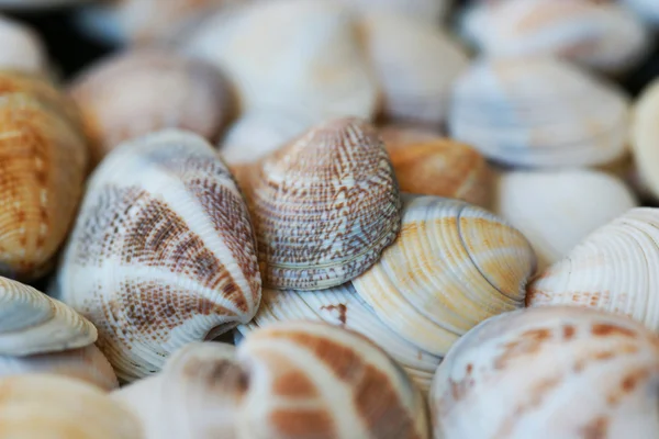 Conchas — Fotografia de Stock