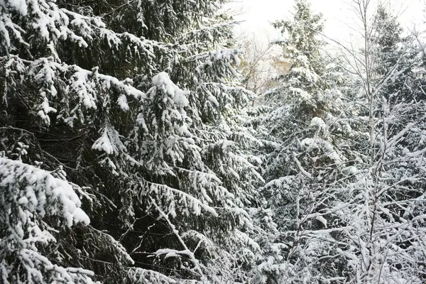 Winter forest in snow — Stock Photo, Image