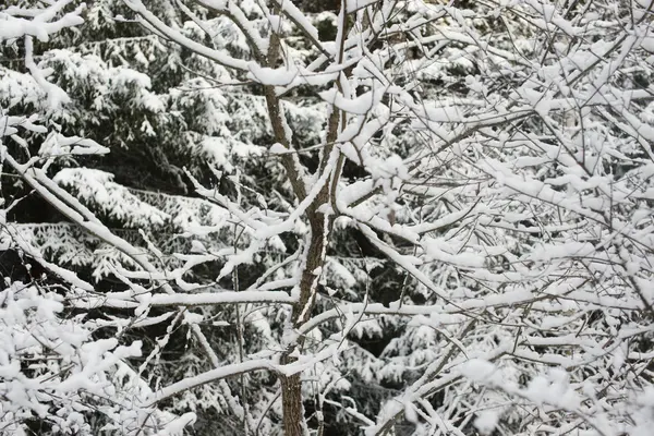 Floresta de inverno na neve — Fotografia de Stock