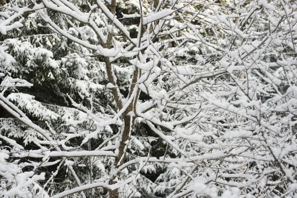 Winter forest in snow — Stock Photo, Image