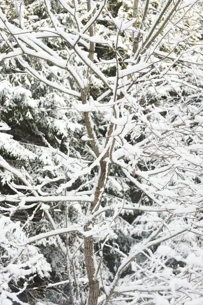 Winter forest in snow — Stock Photo, Image