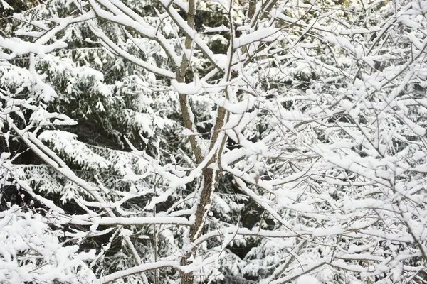 Floresta de inverno na neve — Fotografia de Stock