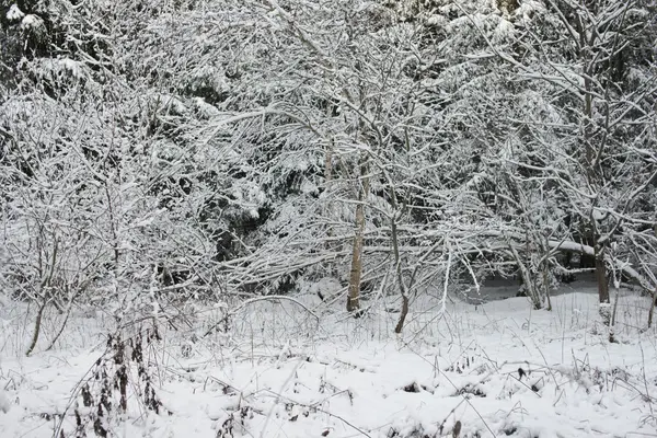 Winter forest in snow — Stock Photo, Image