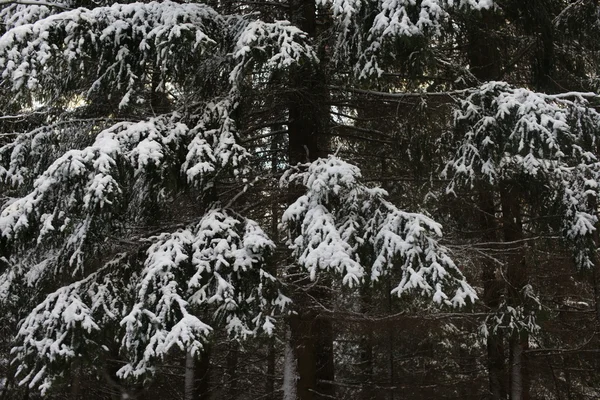 Winter forest in snow — Stock Photo, Image