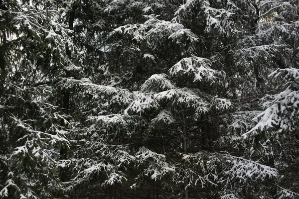 Winter forest in snow — Stock Photo, Image