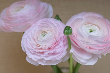 Botanik Bahçesi içinde mavi süslemeleri ile Bisiklet