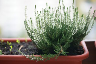 Beyaz çiçek heather portre