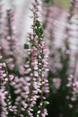 Sonbahar tatlı pembe heather çiçeği