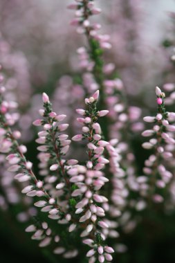 Sonbahar tatlı pembe heather çiçeği