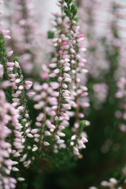 Sonbahar tatlı pembe heather çiçeği